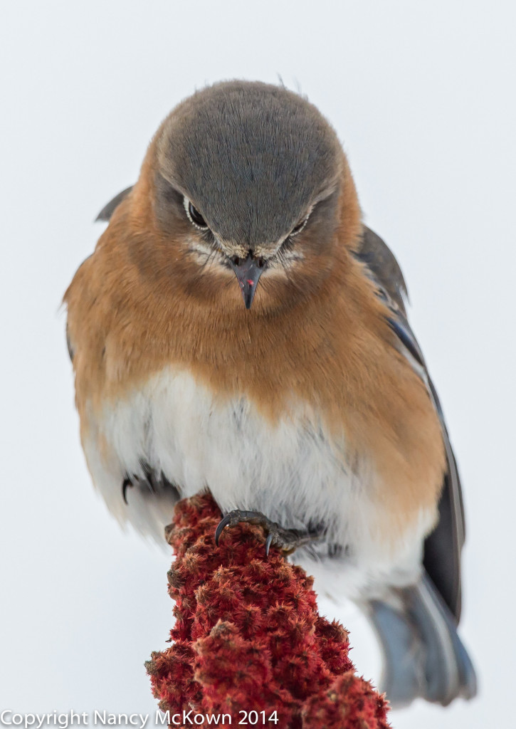 Photo of Eastern Bluebird on Sumac