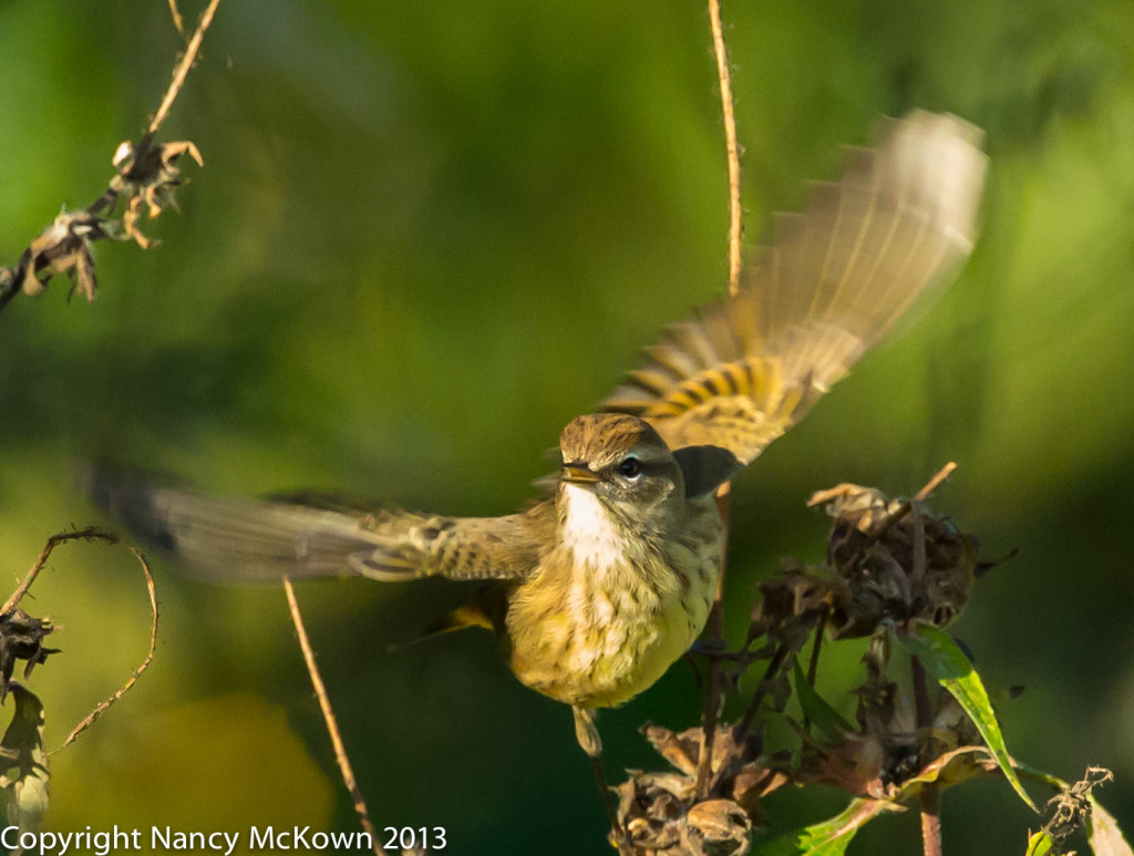 Photo of Savannah Sparrow