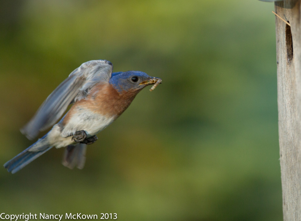 Photograph of Eastern Blue Bird in Flight