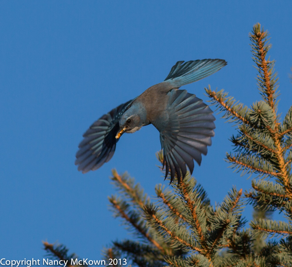 Photo of Scrub Jay in Flight