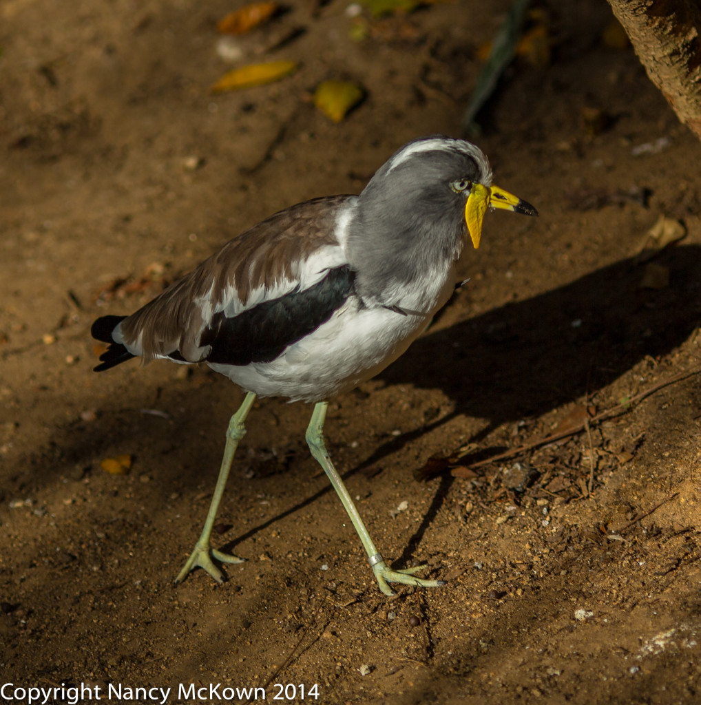 Photo of African Wattled Lapwing