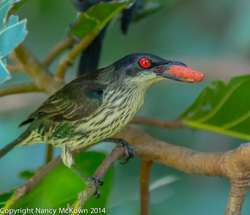 Photo of Asian Glossy Starling