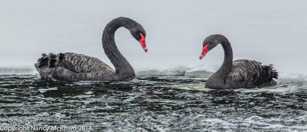 Photo of Two Black Swans
