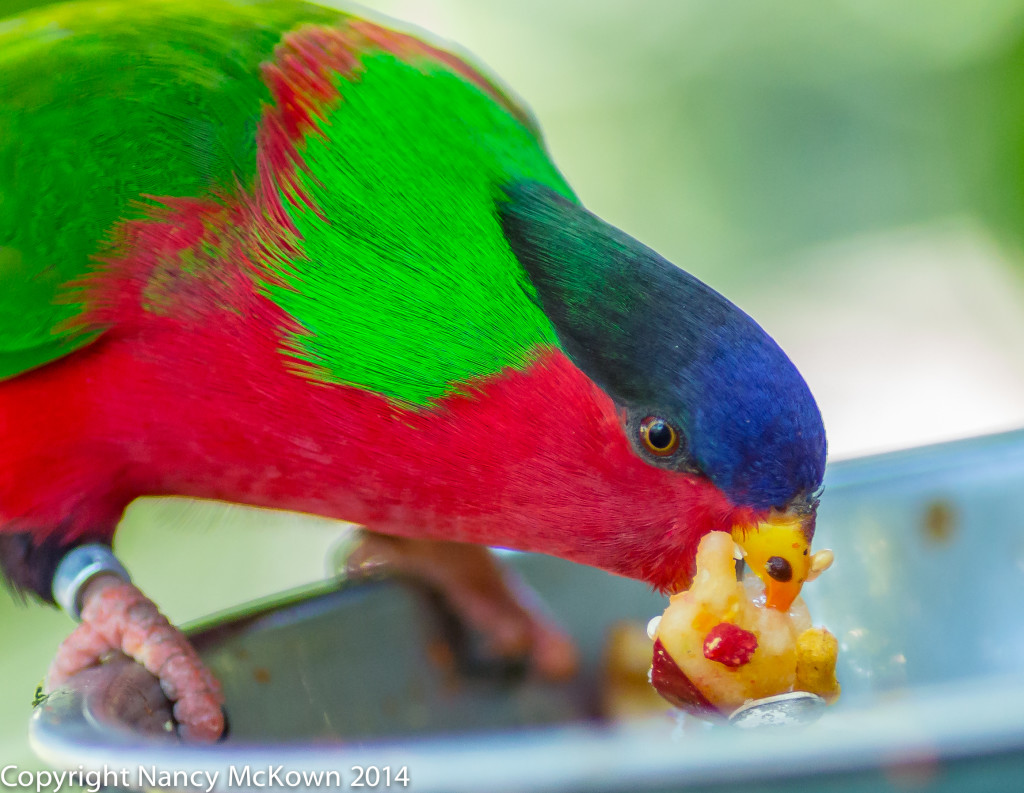 Photo of Collared Lory