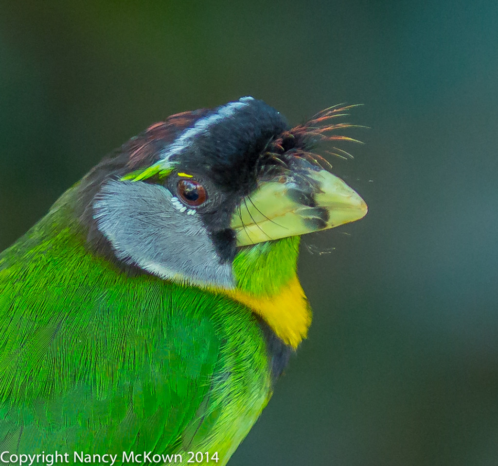 Photo of Fire Tufted Barbet