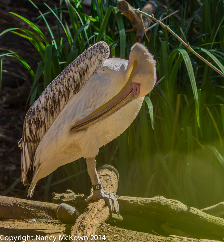 Photo of Great White Pelican