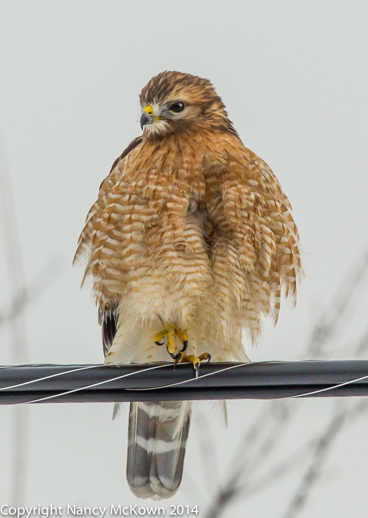 Photo of RedShouldered Hawk