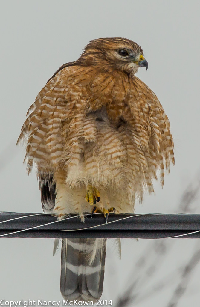 Photo of Red Shouldered Hawk