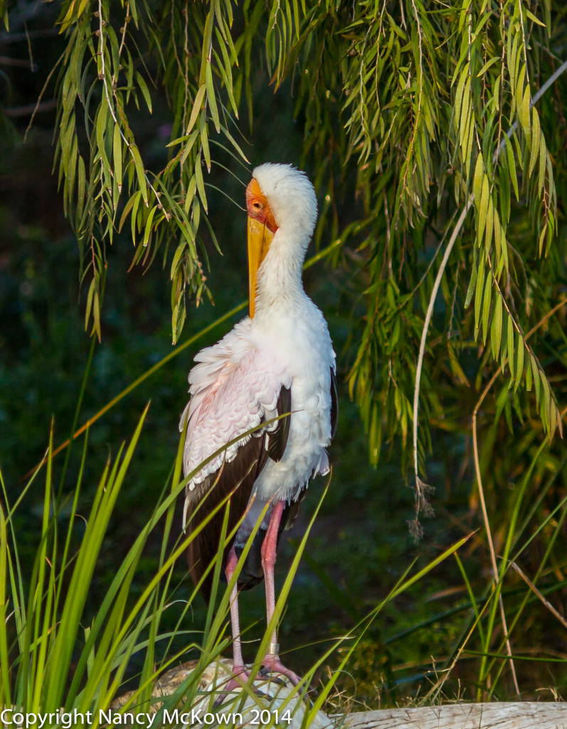 Photo of Yellow Billed Stork