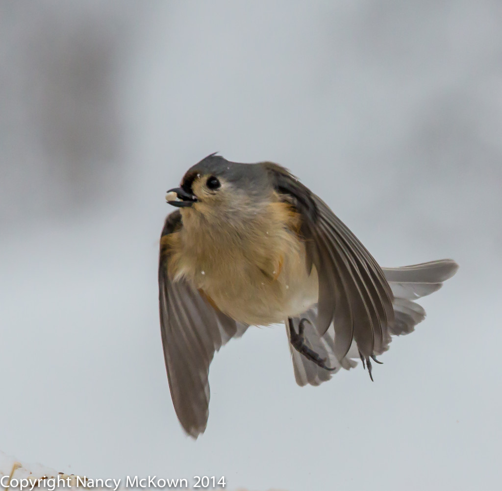 Photo of Tufted Titmouse in Flight