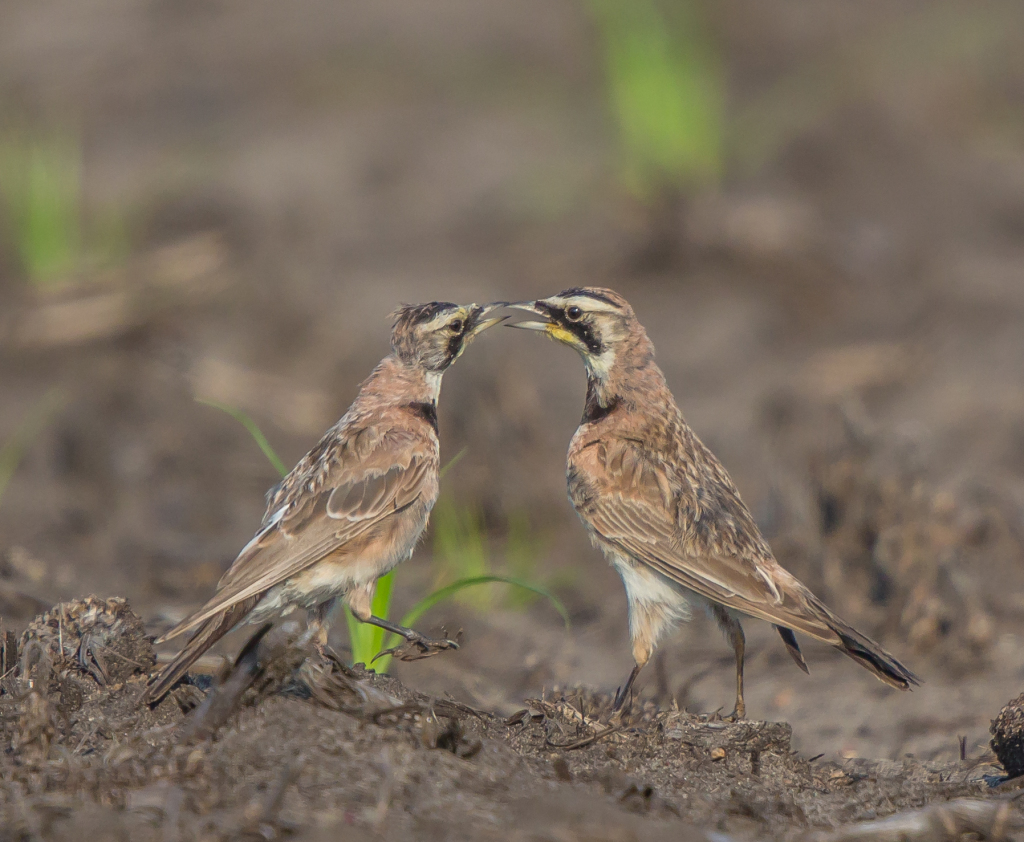 Adult and Immature Horned Lark