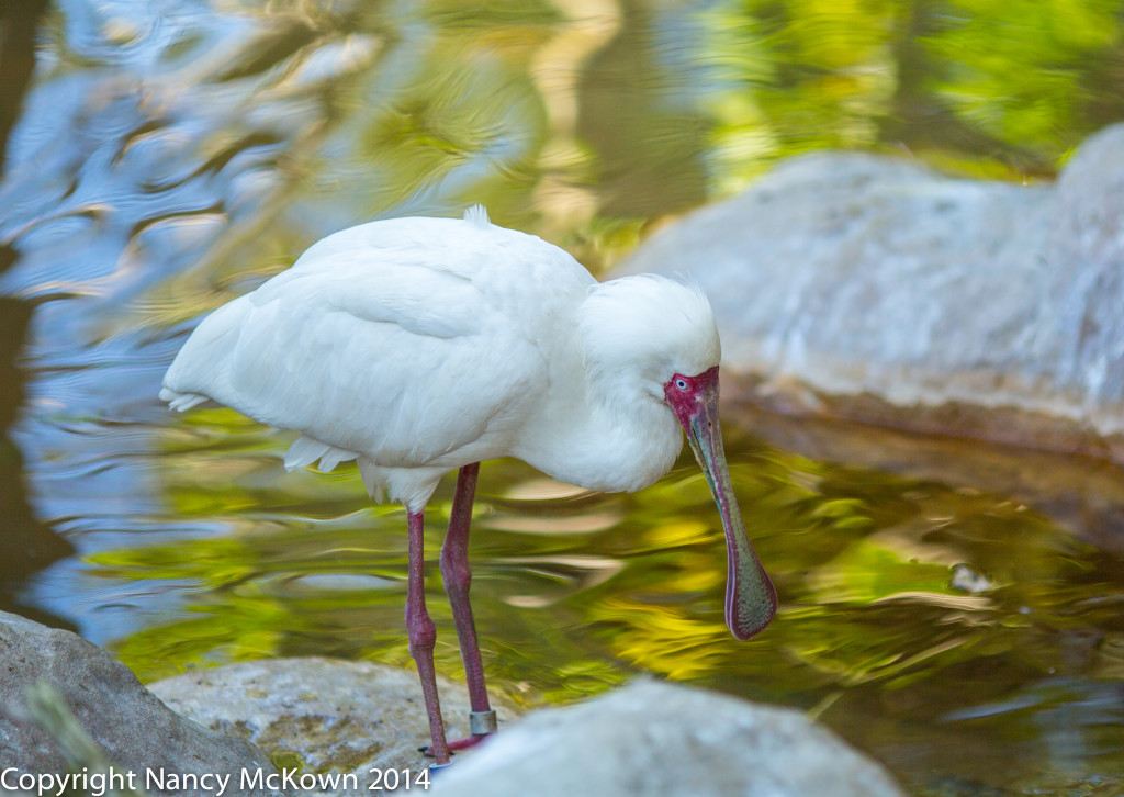 Photo of African Spoonbill
