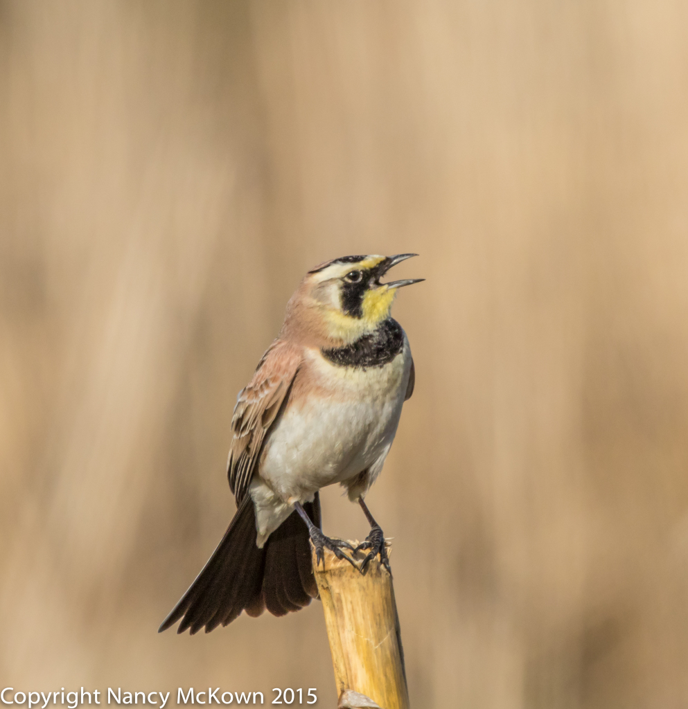 Photo of Horned Lark