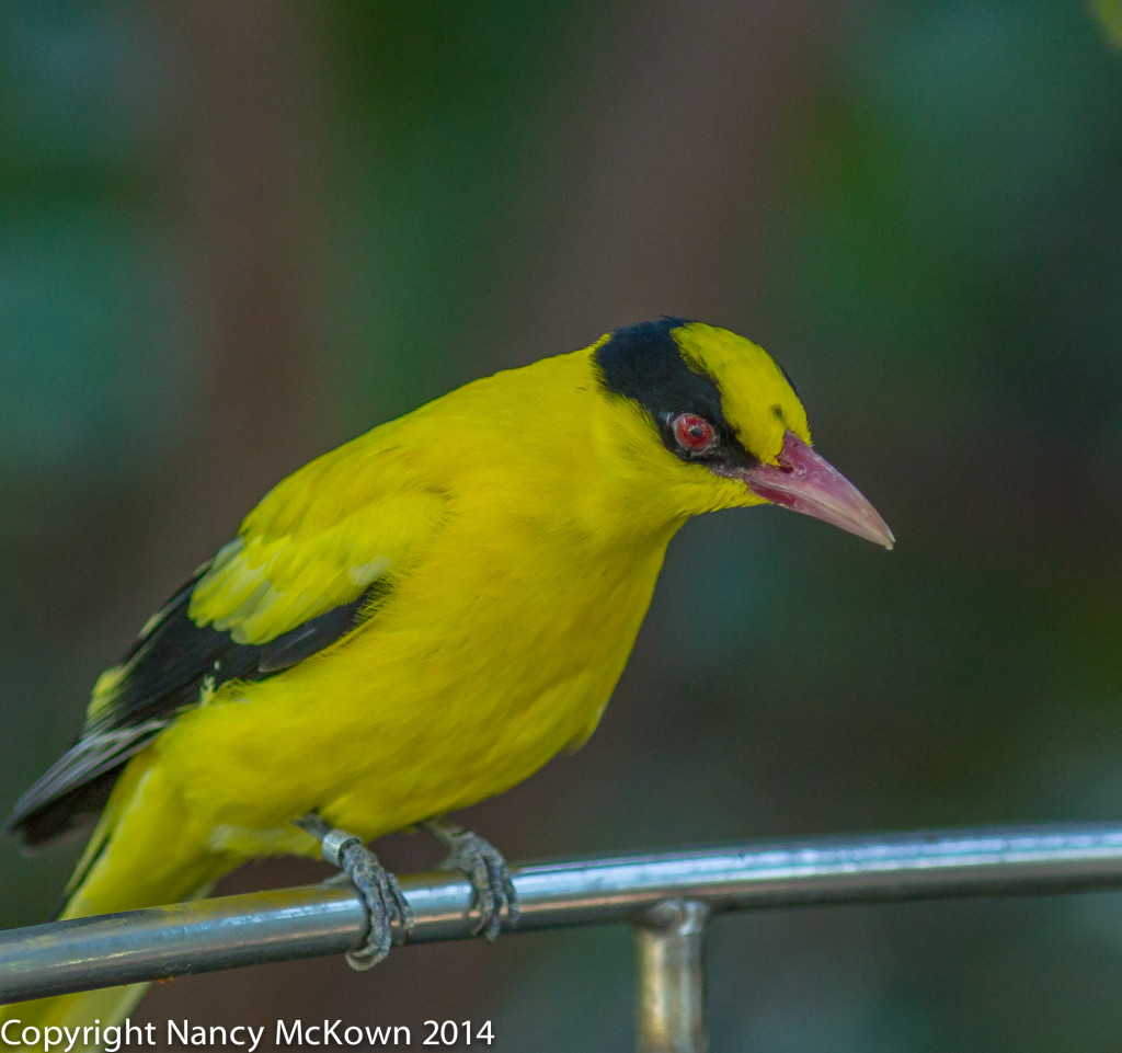 Photo of Black-napped Oriole