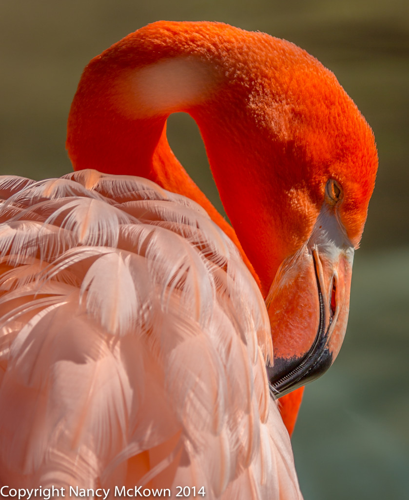 Photo of American (Caribbean)  Flamingo