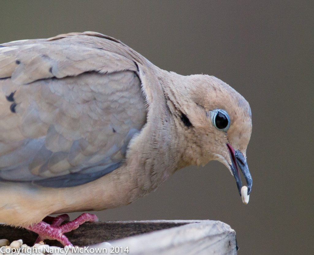 Photo of Mourning Dove