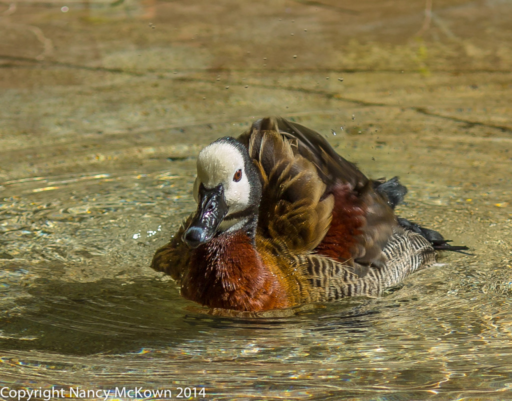 Photo of White Face Whistling Duck