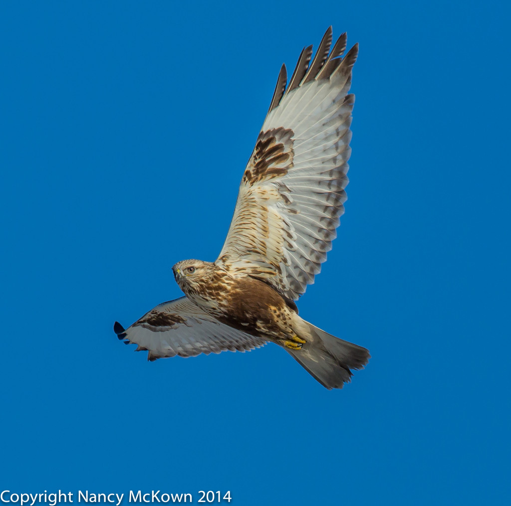 Photo of Rough Legged Hawk