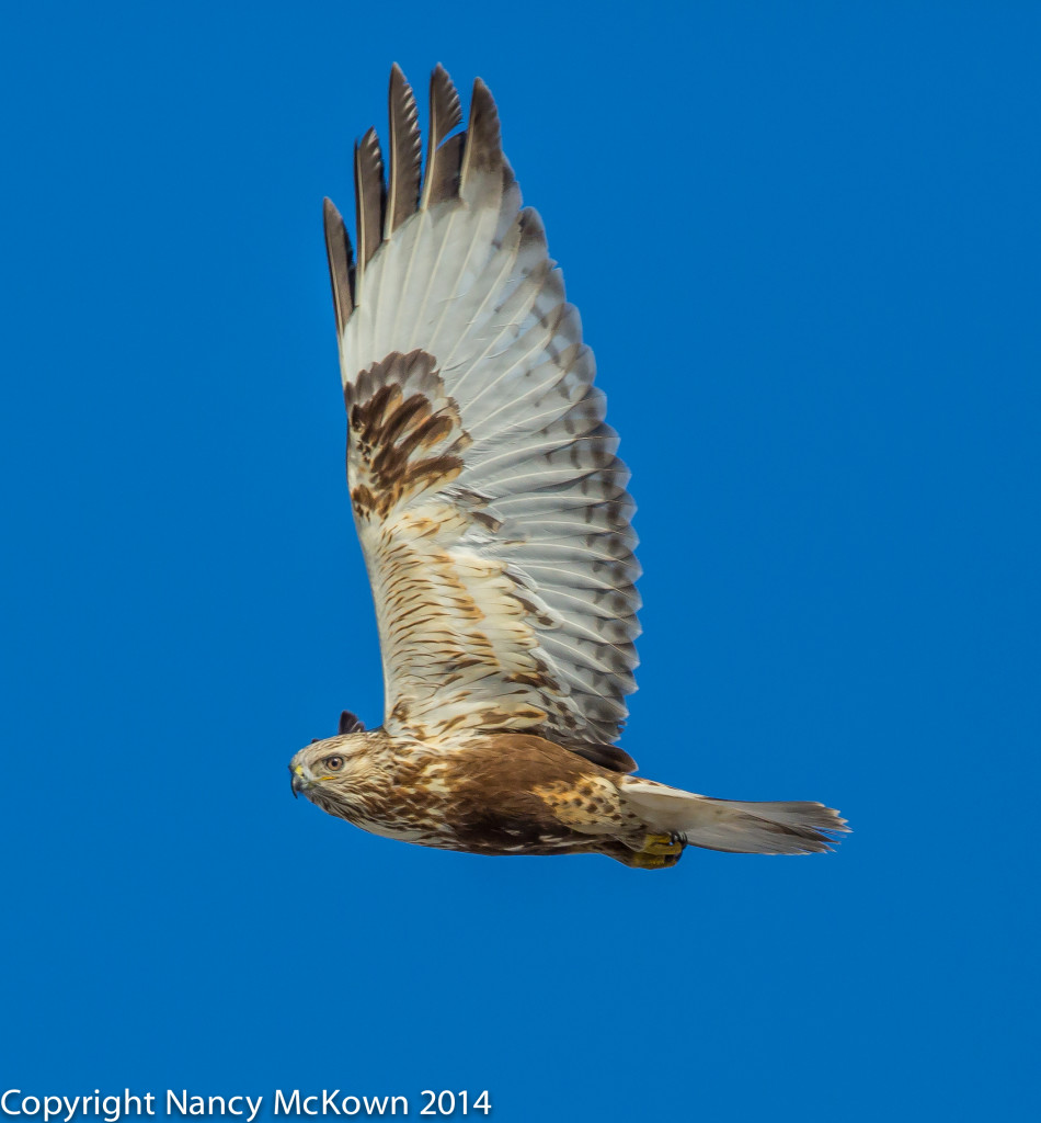 Photo of Young Rough Legged Hawk