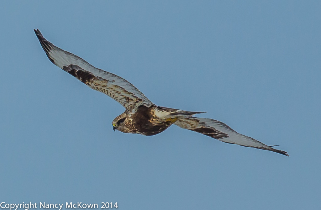 Photo of Male RoughLegged Hawk