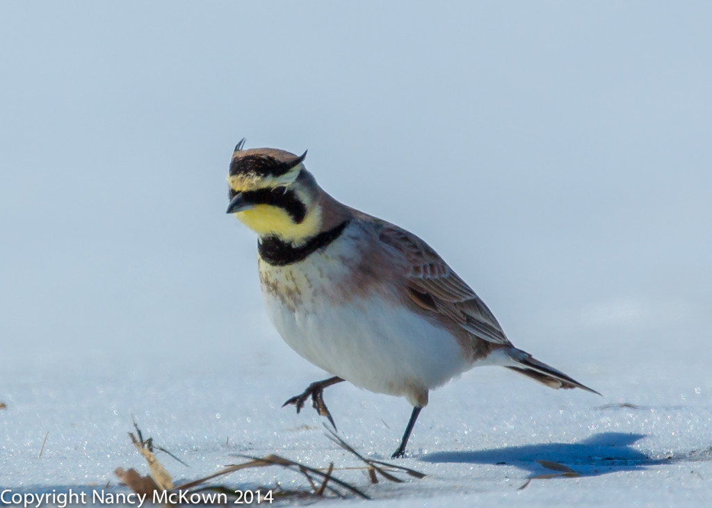 Photo of Horned Lark