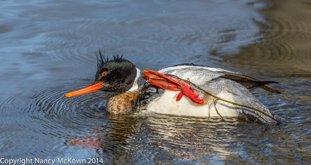 Photo of Male Red Breasted Merganser