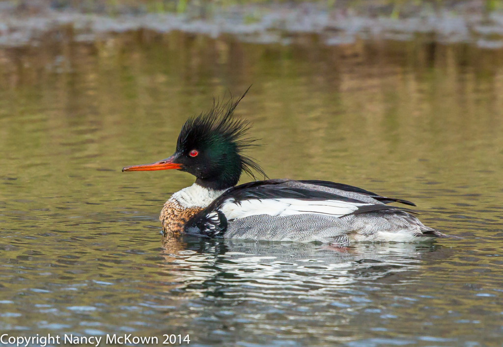 Photo of Red Breasted Merganser, Male