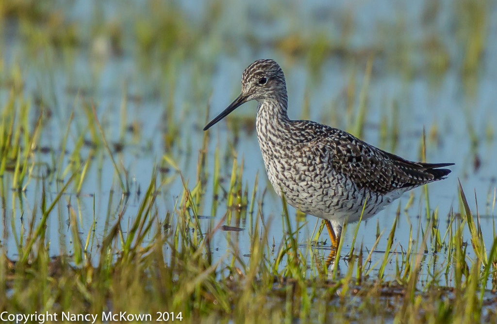 Photo of Greater Yellow Legged Sandpiper