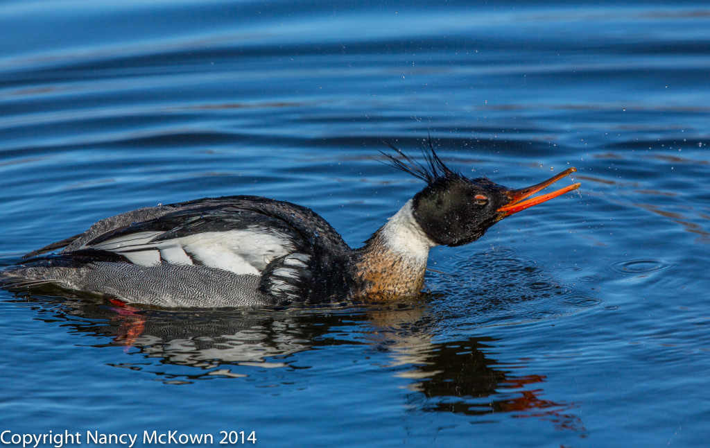 Photo of Red Breasted Male Merganser