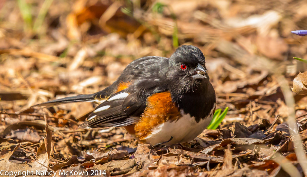 Photo of Male Eastern Towhee