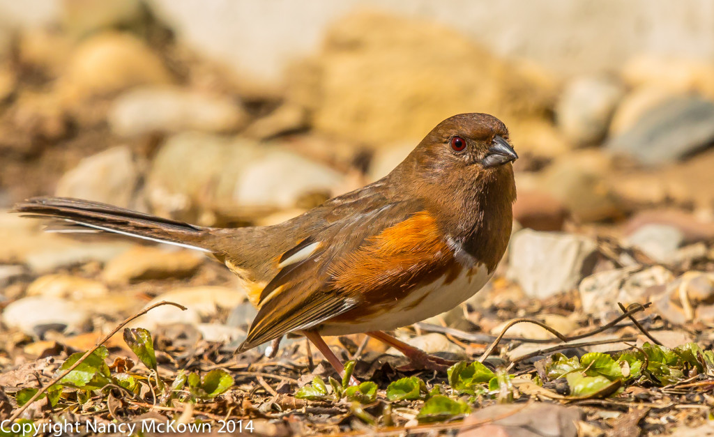 Photo of Female Eastern Towhee