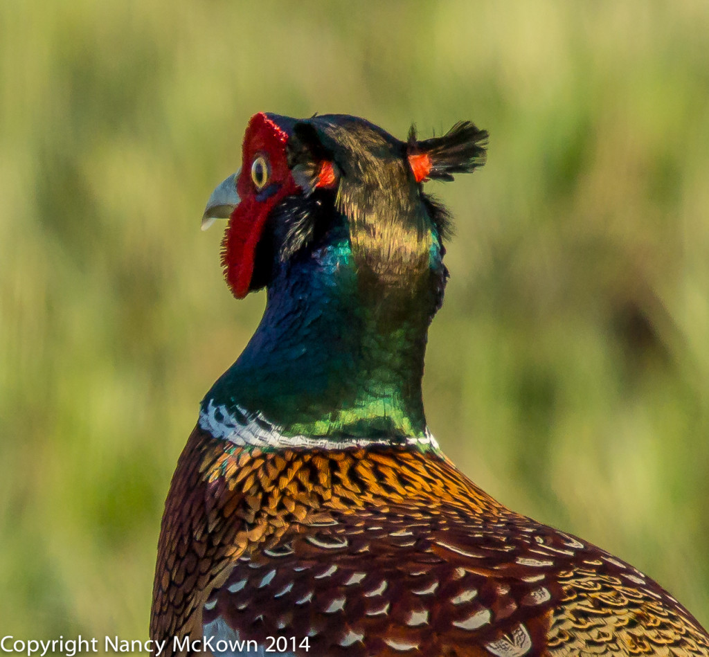 Photo of Ring Necked Pheasant