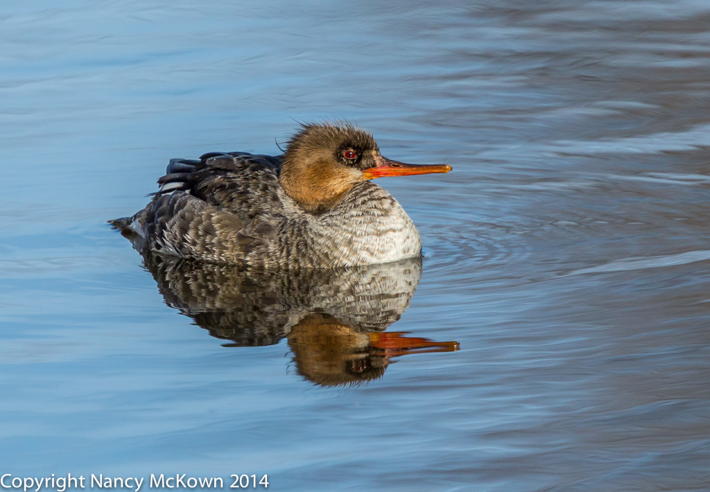 Photo of Female Red Breasted Merganser