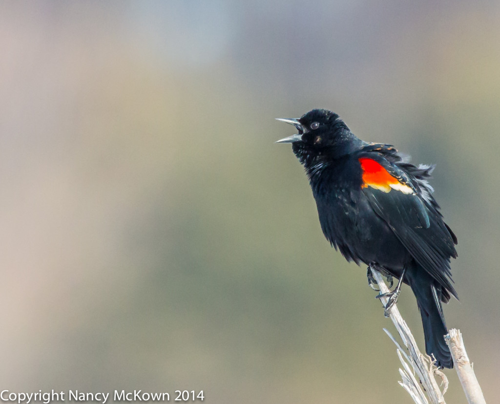 Photograph of Red Winged Blackbird