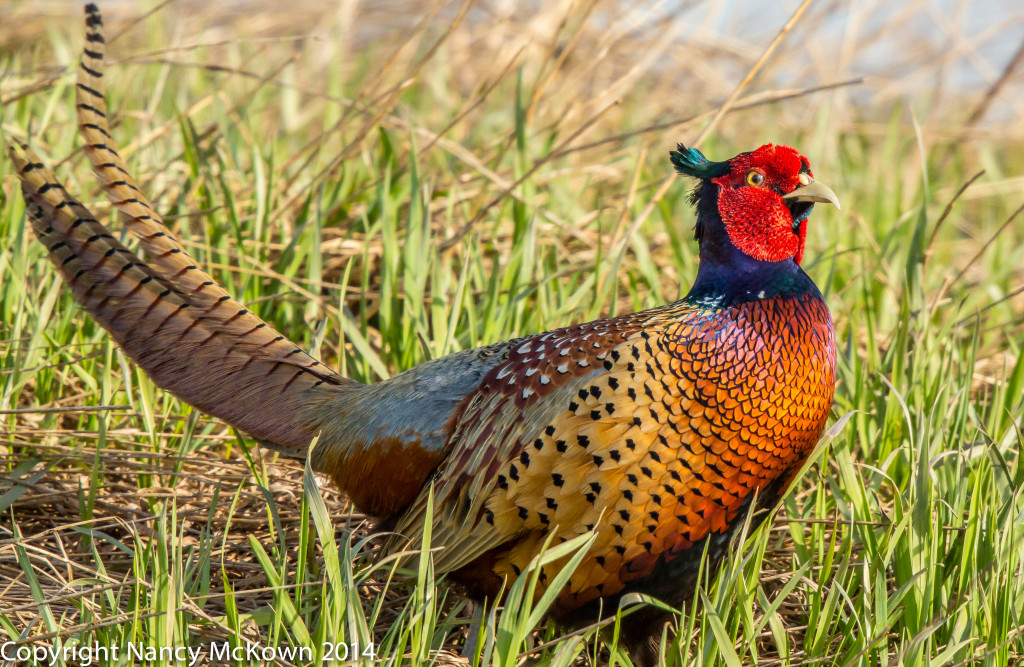 Photo of Male Ring Necked Pheasant