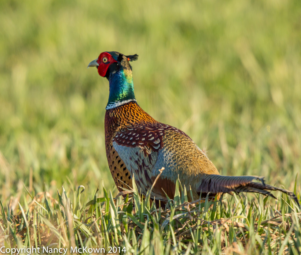Photo of Male Ring Necked Pheasant
