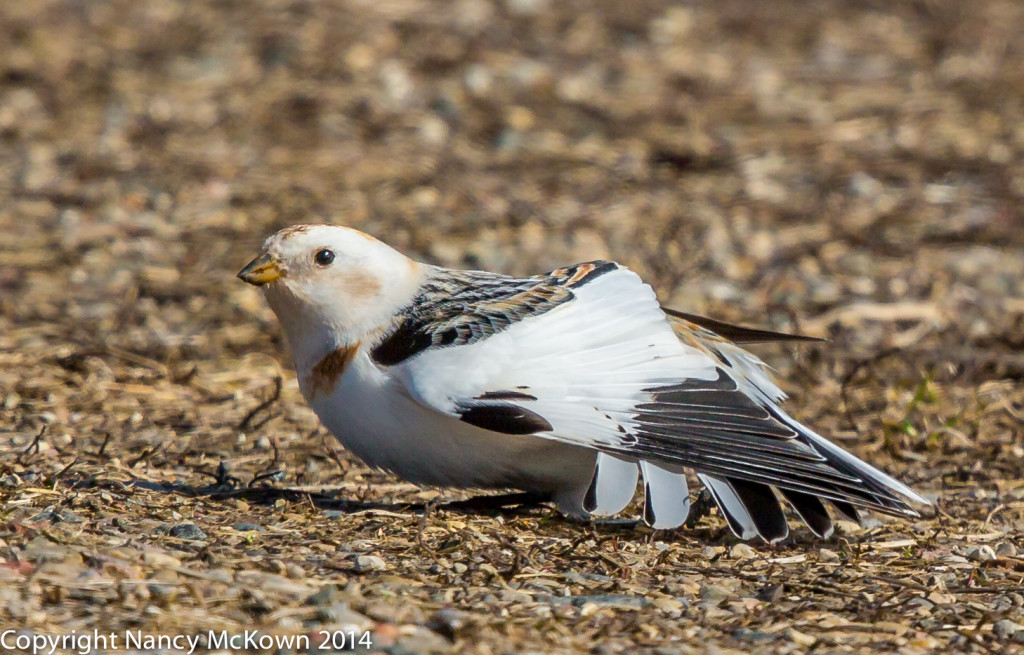 Photograph of Male Snow Bunting