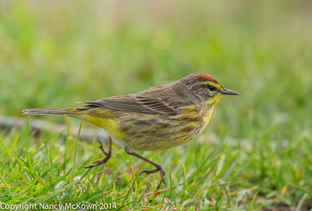 Photo of Western Palm Warbler