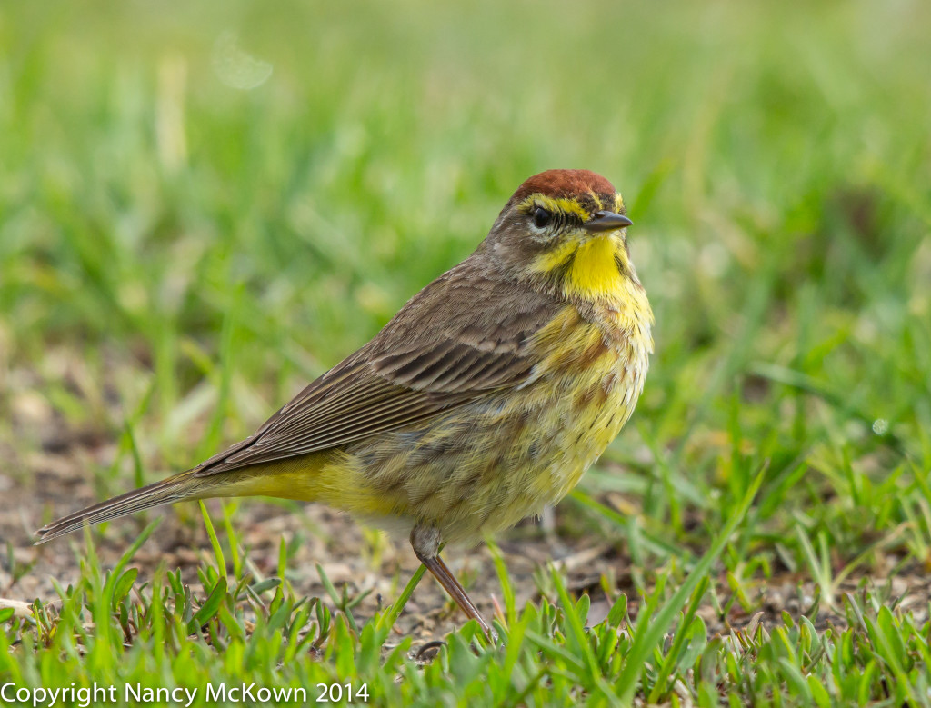 Photo of Western Palm Warbler