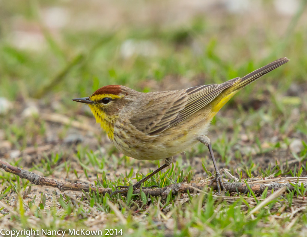 Photo of Western Palm Warbler