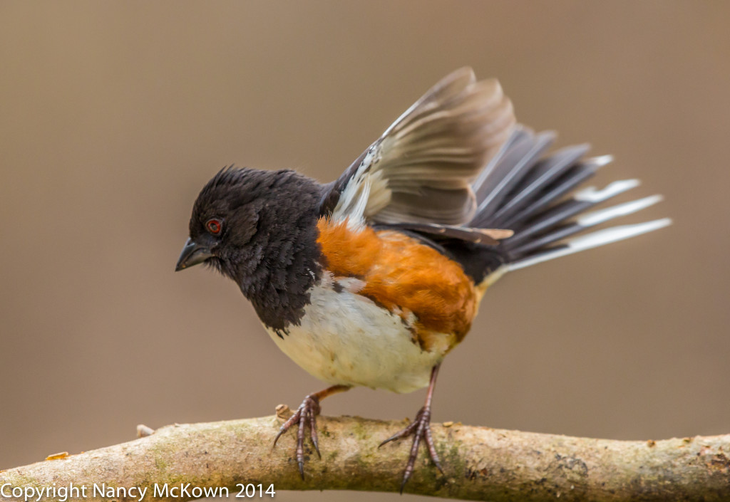 Photograph of Eastern Towhee