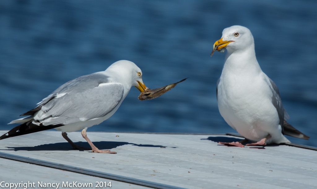 Photo of 2 Sea gulls Eating