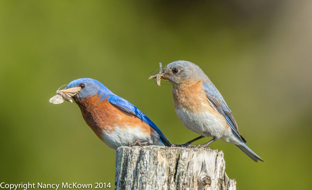 Photo of Male and Female Bluebirds