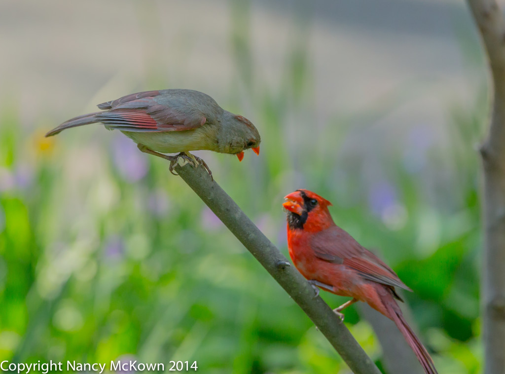 Photo of 2 Cardinals Mate Feeding