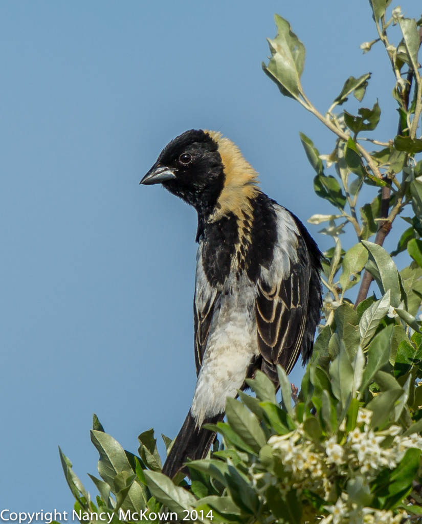 Photo of Male Bobolink