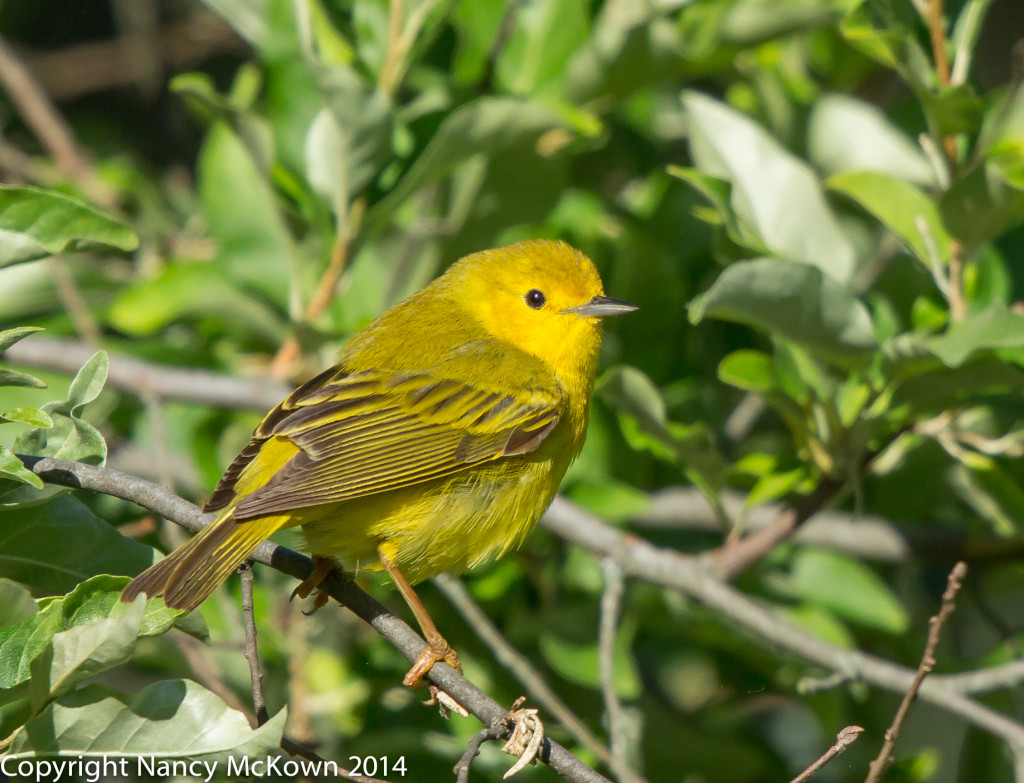 Photo of Yellow Warbler