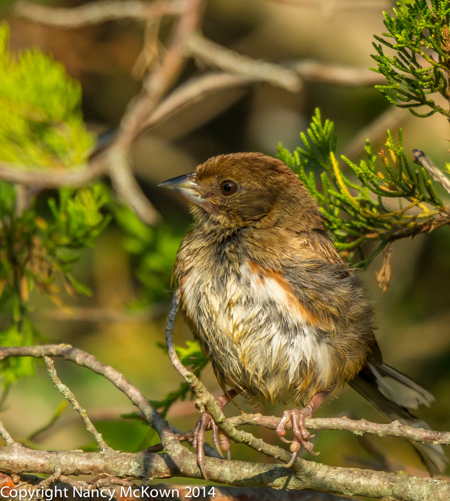 Photo of Juvenile Eastern Towhee