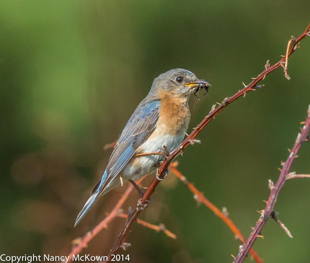 Photo of Female Blue Bird