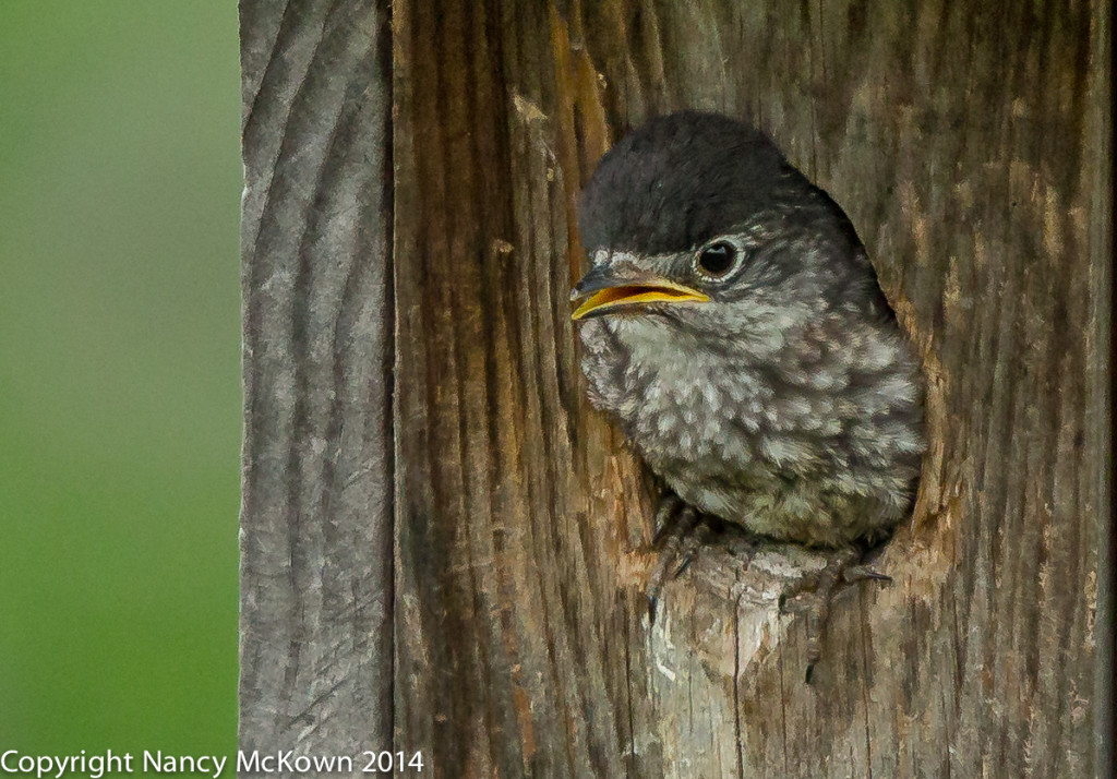 Photo of Baby Bluebird