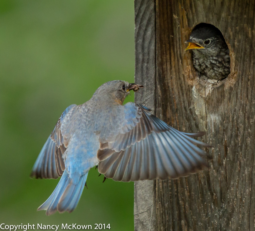 Photo of Female Bluebirds Feeding Young